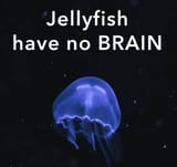 stupidfish
