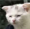 lathargic_feline