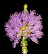 1280px-Regelia_ciliata_-_Flickr_-_Kevin_Thiele
