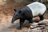 animals_00884