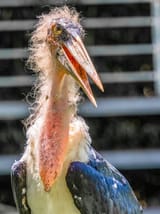 marabou-stork
