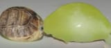 grapedude