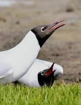 bavigulls