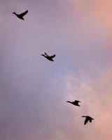 mallards