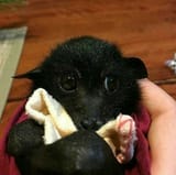 What a cute baby bat