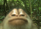 monkeya
