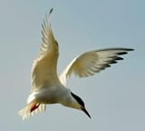 tern