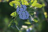 blueberry bunch