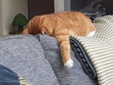 Depressed-cat