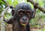 Bonobo-the-smallest-living-great-ape