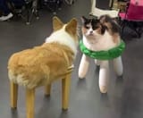 1737769510349600