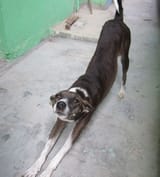 perro_