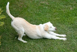 perro