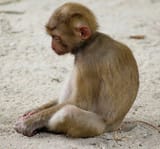 sad-monke
