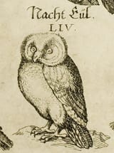 owlo