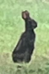 bun2