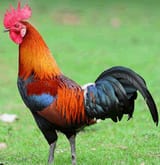 starting cock