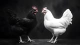 black and white cock