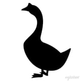 This is a cock
