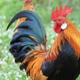 PurinaFlock_Rooster-Image_032015_For-Web