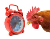 cock with timestamp