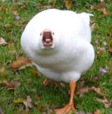 Quack!