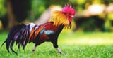 The-Pros-and-Cons-of-Keeping-a-Rooster-in-Your-Flock-FI