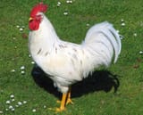 big-white-cock