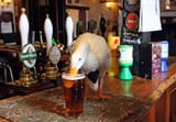 DuckAlcohol