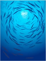 fishes