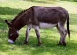 640px-Donkey_in_Clovelly,_North_Devon,_England