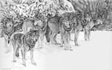 pack