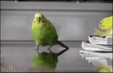 giphy