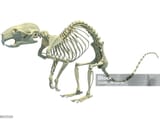 rat-skeleton-anatomy-3d-rendering-3013209409