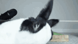 rabbit-fall