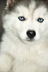siberian-husky-blue-eyes-13422908