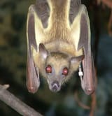 straw-colored-fruit-bats-hero-3