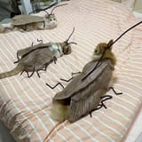 Cat-Cockroach-Clothing-DIY-Kit-Funny-Kitten-Cape-Craft-Set-Kitten-Costume-Accessories-Roach-Wings-Antenna-Cosplay-Halloween-Party-Decoration-Cat-Smal_63e06cce-e92b-4465-be20-bb4e4eb58ee1.081dd584c5c3a2ecfab222a713dcc135