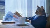 newspaper-cat