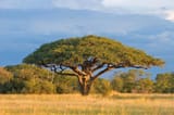 Acacia (1)