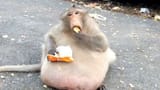 fat_fucking_monkey