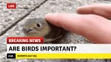 birds