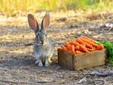 A wide shot of a happy _bunny_ looking at a box full of carrots, with a natural outdoor setting, bright and inviting lighting, and a shallow depth of field to keep the focus on the bunny and carrots.