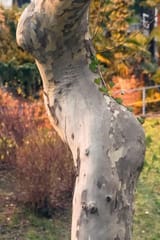 Thread 12393144 OP Image