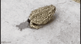 frogpoop