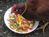 chicken