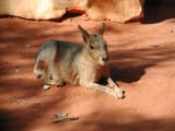 Patagonian Cavy