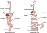 1024px-Figure_34_01_05ab_digestive_system