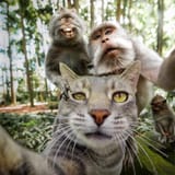 selfiecat