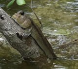Fishclimbingtree
